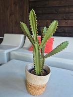 Cactus kunstplant h 55cm, b 40cm, Ophalen, Cactus, Minder dan 100 cm