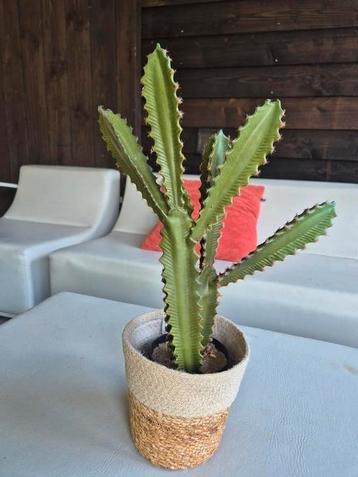 Cactus kunstplant h 55cm, b 40cm beschikbaar voor biedingen