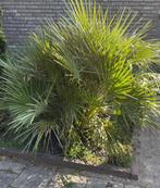 Volwassen tuinplanten gratis af te halen, Vaste plant, Halfschaduw, Zomer, Ophalen