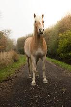 paarden fotograaf, Dieren en Toebehoren, Paarden en Pony's | Overige Paardenspullen, Ophalen, Nieuw, Overige soorten