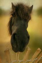 Paardenverzorger aan huis gezocht, Dieren en Toebehoren, Stalling en Weidegang, Stalling