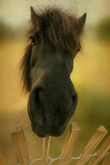 Paardenverzorger aan huis gezocht beschikbaar voor biedingen