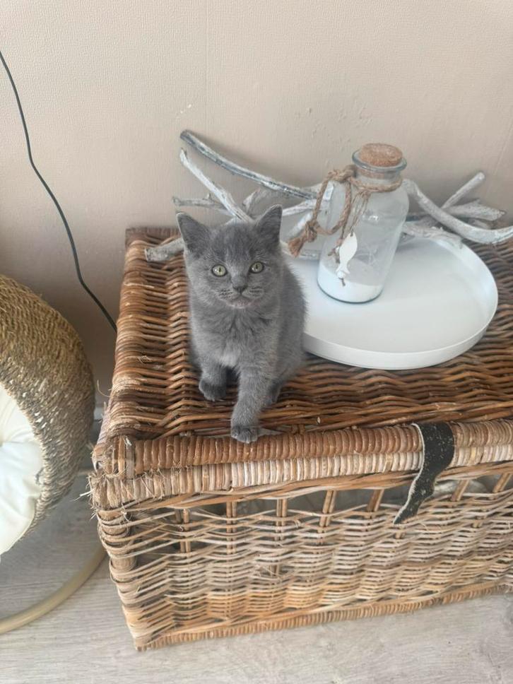 Britse korthaar x ragdoll kittens, Dieren en Toebehoren, Katten en Kittens | Raskatten | Korthaar, Poes, 0 tot 2 jaar, Ontwormd