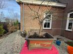 Acer japonicum ‘Abby Weeping’ bonsai 20+ jaar,, Tuin en Terras, Bloeit niet, Halfschaduw, Overige soorten, Minder dan 100 cm