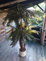 luxe kunst palmboom met echte kokos stam, Ophalen, Binnen