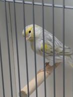 Agaat opaal geel mozaiek mannen, Dieren en Toebehoren, Mannelijk, Kleurkanarie