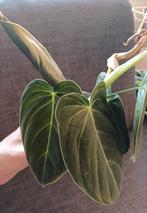 Gewortelde Philodendron Melanochrysum stekken!, Huis en Inrichting, Kamerplanten, Ophalen of Verzenden, Overige soorten, Minder dan 100 cm