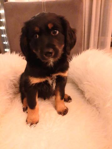 Prachtige pups. beschikbaar voor biedingen