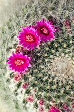 Echinocactus grusonii - Schoonmoedersstoel - bolcactus, Ophalen, Minder dan 100 cm, Bloeiende kamerplant, Volle zon