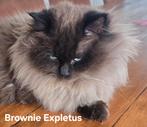 Ragdoll seal mink  dekkater drager blue mink, sepia en choc., Poes