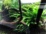 Aquariumplanten - Javavaren Mini Narrow, Dieren en Toebehoren, Vissen | Aquaria en Toebehoren, Ophalen of Verzenden, Zo goed als nieuw