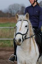 LEASER/VERZORGER GEZOCHT ZWIJNDRECHT, Ophalen of Verzenden, Nieuw