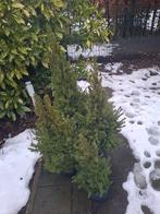 Conica boompjes 4 st samen 15€.maat 45cm tot 120 cm ., Tuin en Terras, Planten | Bomen, Bloeit niet, Minder dan 100 cm, Volle zon