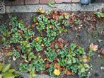Aardbeien planten, Ophalen, Vaste plant, Fruitplanten, Volle zon