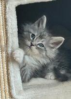 Maine Coon kittens mogen naar hun gouden mandje, Meerdere dieren, Ontwormd, 0 tot 2 jaar