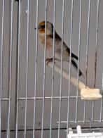 Pop wildkleur putter, Dieren en Toebehoren, Vogels | Overige Vogels, Vrouwelijk, Wildzangvogel