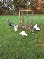 Jonge kalkoen haantjes., Dieren en Toebehoren, Pluimvee, Mannelijk, Kalkoen