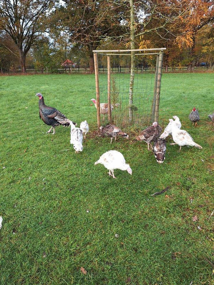 Jonge kalkoen haantjes., Dieren en Toebehoren, Pluimvee, Kalkoen, Mannelijk