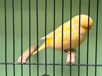 Gloster kanarie, Dieren en Toebehoren, Meerdere dieren, Postuurkanarie