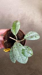 Hoya Wilbur Graves, Huis en Inrichting, Kamerplanten, Ophalen of Verzenden, Halfschaduw, Minder dan 100 cm