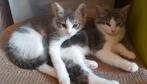 Halve ragdoll kittens met vleugje bengaal, Dieren en Toebehoren, Katten en Kittens | Overige Katten