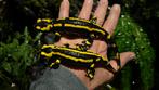 Vuursalamander. Salamandra salamandra terrestris, Dieren en Toebehoren, Reptielen en Amfibieën, Amfibie, 0 tot 2 jaar
