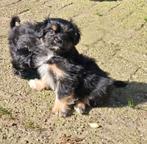 Boomer pups, Overige rassen, CDV (hondenziekte), 8 tot 15 weken, Meerdere