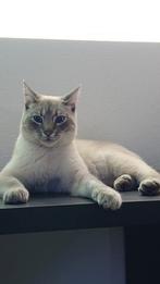 Te Koop kater Morph, Dieren en Toebehoren, Kater, Gechipt, 0 tot 2 jaar