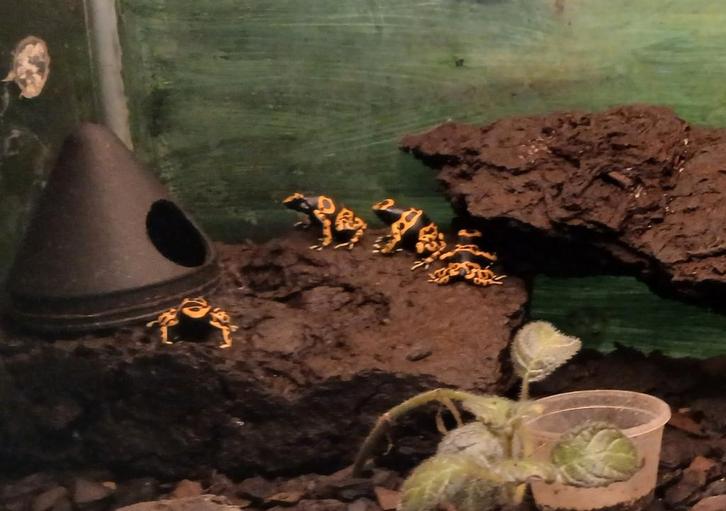 Dendrobates leucomelas