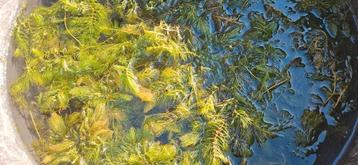 Zuurstofplanten voor heldere vijver beschikbaar voor biedingen