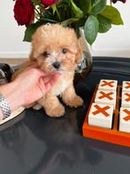 Premium maltipoo f2 micro reutje, Dieren en Toebehoren, Honden | Chihuahua's en Gezelschapshonden, Particulier, Rabiës (hondsdolheid)