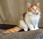 Fantastische 💫maine coons kittens😻💕🩵, Dieren en Toebehoren, Katten en Kittens | Raskatten | Langhaar, Meerdere dieren, Ontwormd