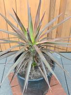 Yucca Aloifolia NL kweek, Ophalen, Zomer, Overige soorten, Volle zon
