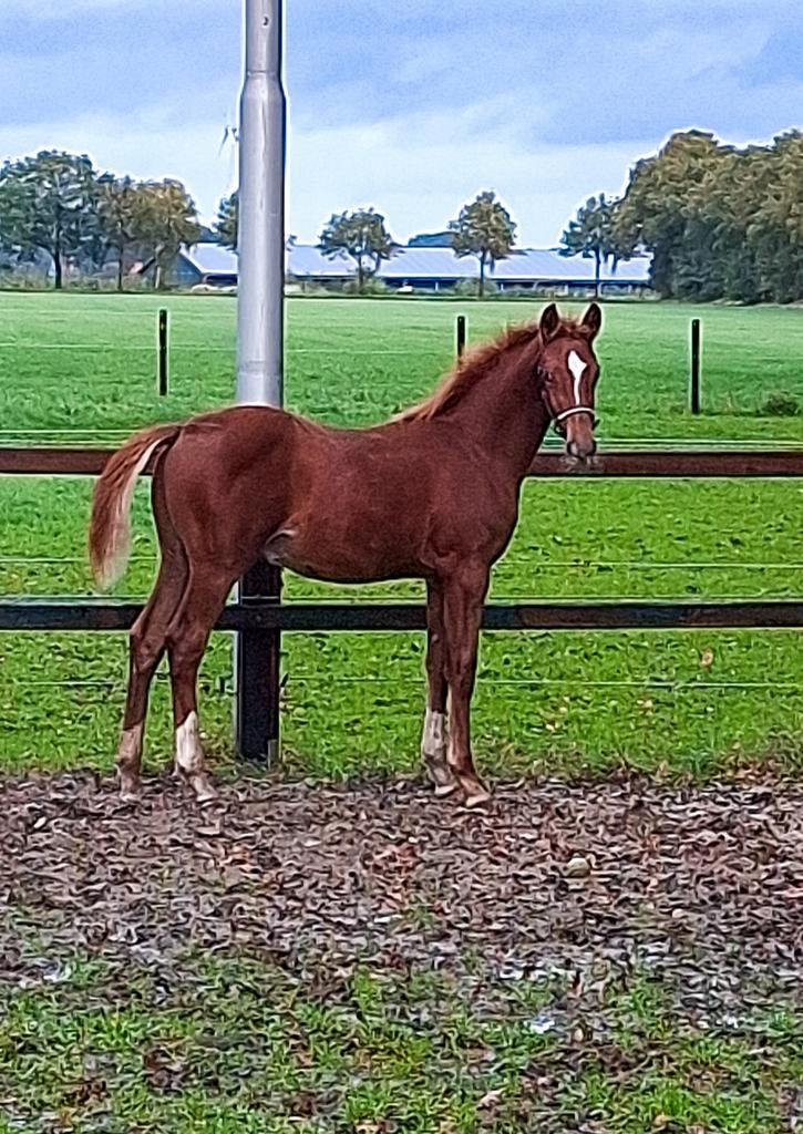 KWPN hengstveulen – luxe, sportief & met topafstamming!, Dieren en Toebehoren, Paarden