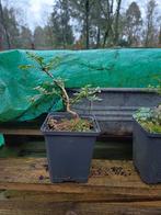 Klein bonsai startmateriaal ilex crenata., Tuin en Terras, Planten | Bomen, Ophalen of Verzenden