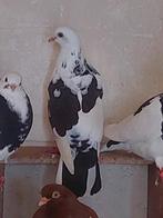 Duif vermist??, Mannelijk