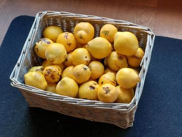Verse, handgeplukte kweeperen - 8 kg beschikbaar voor biedingen