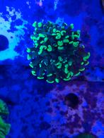 Toxic splatter hamer koraal frags, Ophalen, ., Overige typen, Nieuw