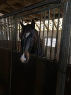Knappe tweejarige ruin, Dieren en Toebehoren, Paarden, Ruin