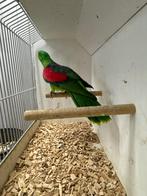 Roodvleugel man split geel, Dieren en Toebehoren, Mannelijk, Parkiet, Geringd