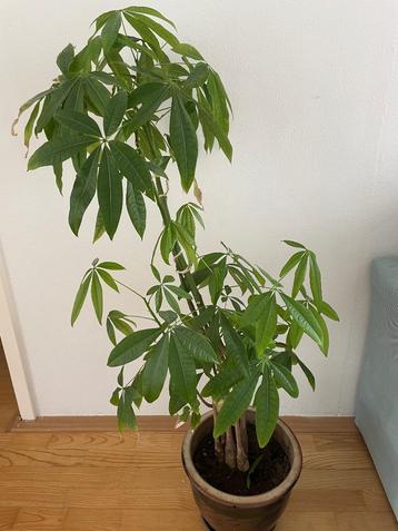 Pachira aquatica (Geldboom)  beschikbaar voor biedingen