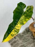 Philodendron Florida Beauty X Billietiae Variegata Stek, Huis en Inrichting, Kamerplanten, Ophalen of Verzenden, Halfschaduw, Minder dan 100 cm