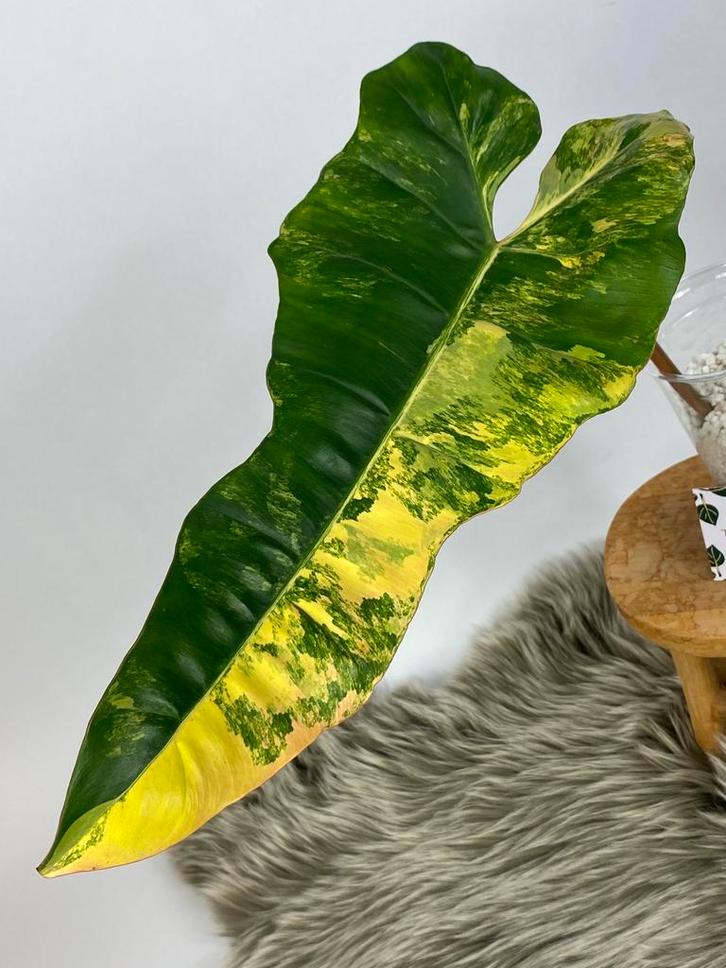 Philodendron Florida Beauty X Billietiae Variegata Stek, Huis en Inrichting, Kamerplanten, Minder dan 100 cm, Halfschaduw, Ophalen of Verzenden