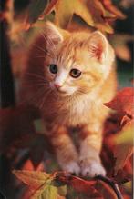 Rode kat  kijkt je aan 79, Verzamelen, Ansichtkaarten | Dieren, Ophalen of Verzenden, 1980 tot heden, Ongelopen, Hond of Kat