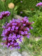 Te koop verbena (ijzerhard), Tuin en Terras, Planten | Tuinplanten, Ophalen, Zomer, Overige soorten, Volle zon