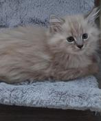 Geweldige Maine Coon kittens 😻😺💝💙🫶, Dieren en Toebehoren, Katten en Kittens | Raskatten | Langhaar, Meerdere dieren, Ontwormd