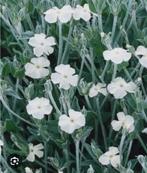 Prikneus, buitenplant, Volle zon, Tweejarig, Lente, Ophalen