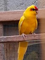 Kakariki, Dieren en Toebehoren, Vogels | Parkieten en Papegaaien, Mannelijk, Parkiet, Geringd