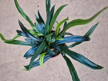 Microsorum Thailandicum p9 (4) beschikbaar voor biedingen