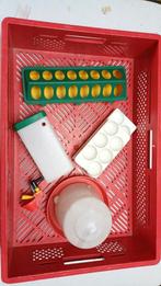 Kuiken benodigdheden, Kip